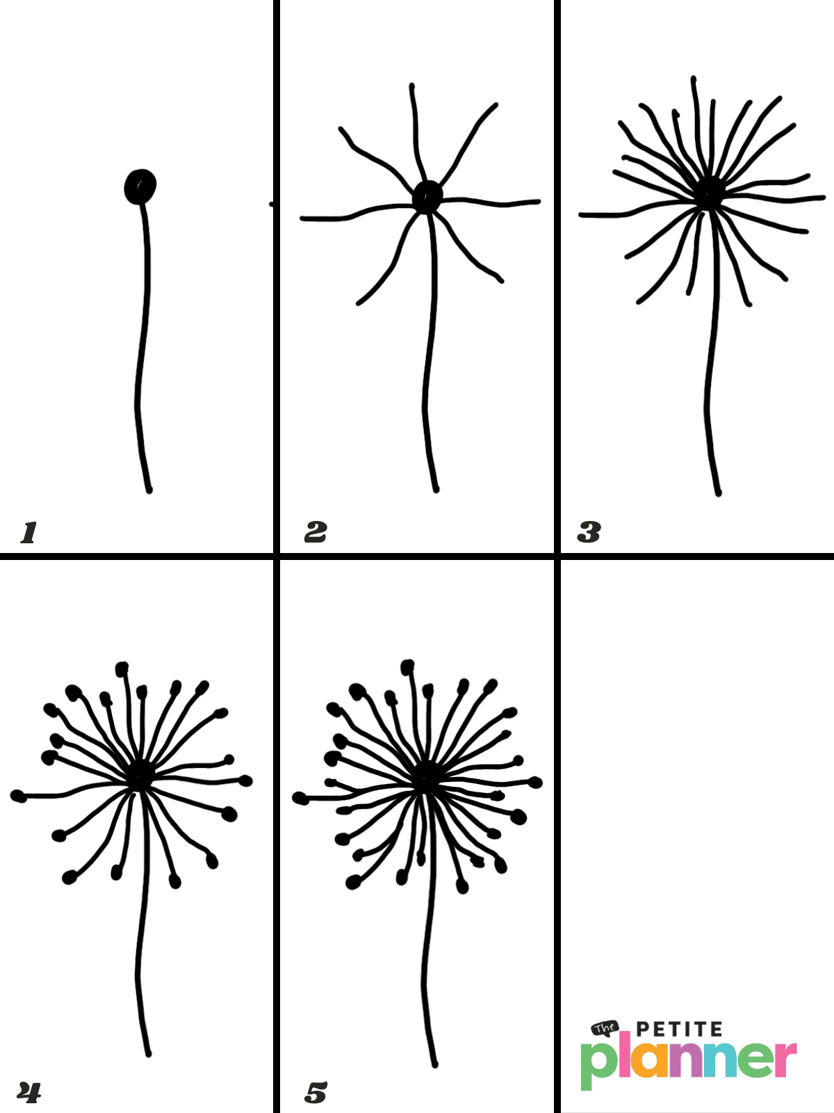 Step by step directions for a simple dandelion drawing